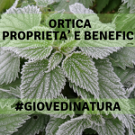 Ortica, proprietà benefiche e benefici Ortica proprietà benefiche e benefici