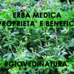 Erba medica, benefici e proprietà ERBA MEDICA PROPRIETà E BENEFICI