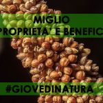 Miglio proprietà e benefici MIGLIO PROPRIETA E BENEFICI