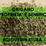Origano, proprietà e benefici ORIGANO PROPRIETà E BENEFICI NATURALI
