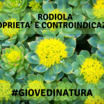 Rodiola, benefici e controindicazioni