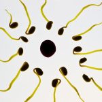 Salute: L’obesità è causa di infertilità nell’uomo