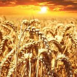 Grani antichi, tanti motivi per preferirli grani antichi