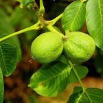 Juglans Regia, proprietà e benefici Juglans Regia