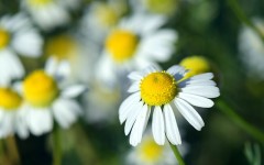 Naturopatia Naturopata Gaia Bassi